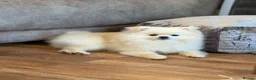 Pomeranian dogs for sale: Gorgeous Teddy Bear boy  - Advert 5