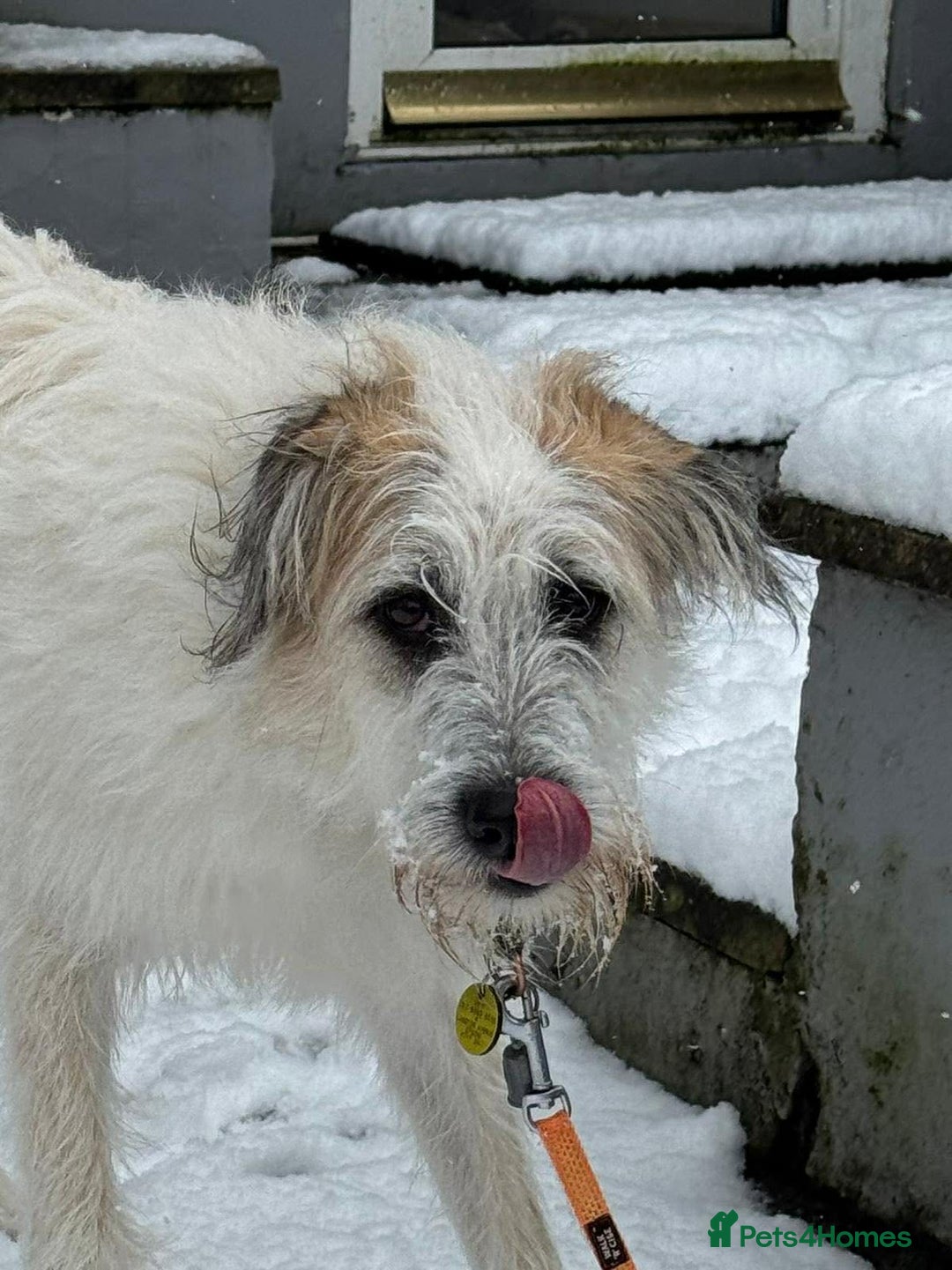 Lurcher dogs for adoption: KALLIE-friendly&playful girl/loves dogs/energetic - Advert 24