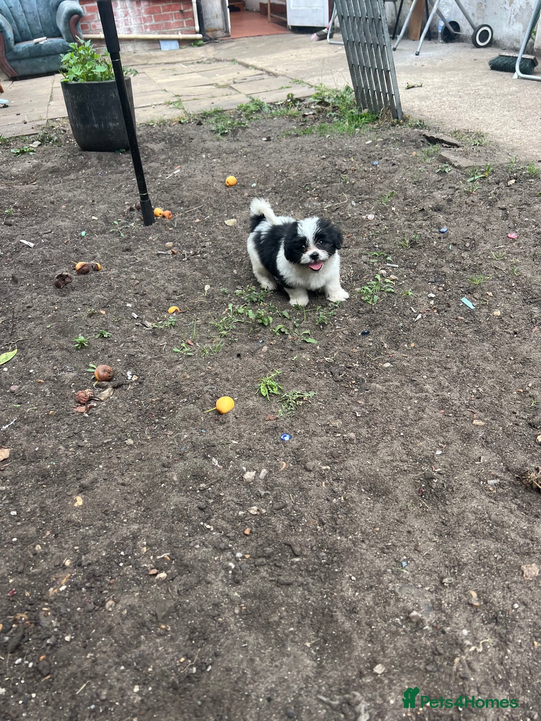 Maltese dogs for sale: Maltese - Image 3