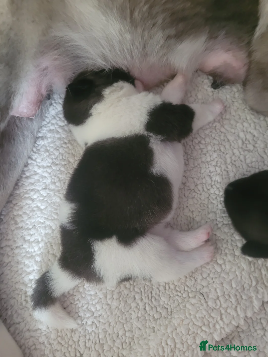 Akita dogs for sale: 4 beautiful American akita puppies  - Advert 2