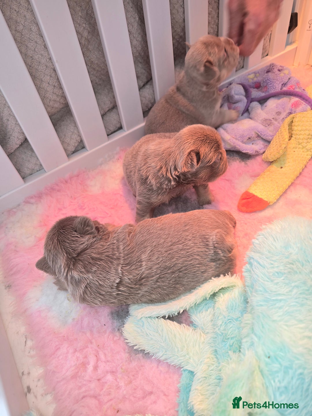 French Bulldog dogs for sale: ⭐️ QUALITY FRENCH BULLDOG PUPPIES ⭐️ - Image 12