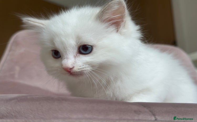 Ragdoll cats - Advert 13