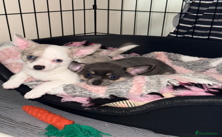 Chihuahua dogs - Advert 12
