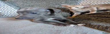 Whippet 5