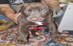 Mixed Breed dogs for sale: Dalmatian shepherd  - Image 31