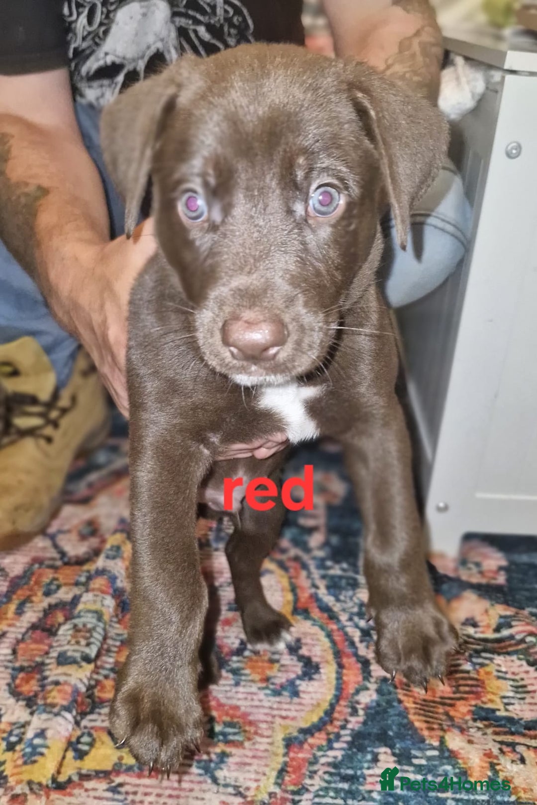 Mixed Breed dogs for sale: Dalmatian shepherd  - Image 31