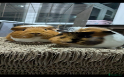 Guinea Pig rodents for sale: Pair of 5 year old sows looking for a new home. - Image 4