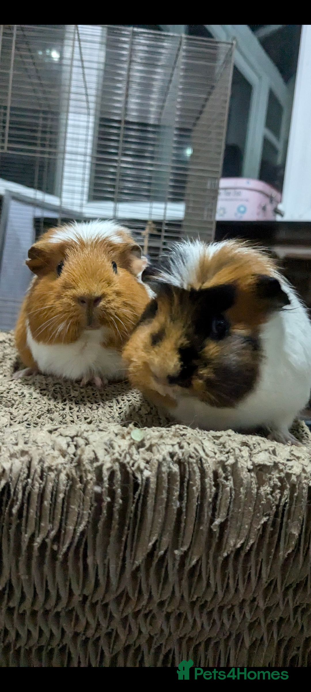 Guinea Pig rodents for sale: Pair of 5 year old sows looking for a new home. - Image 4