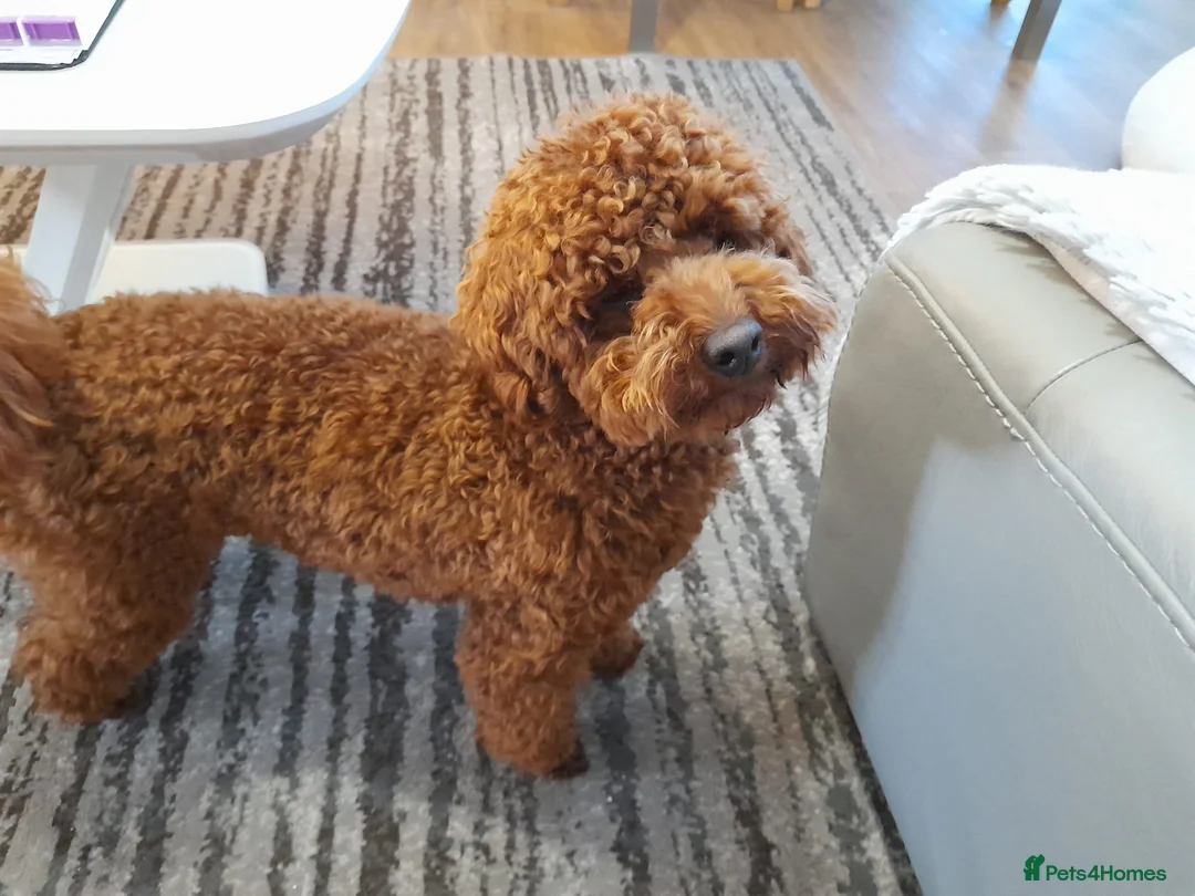 Toy Poodle dogs for stud: Toy poodle for STUD (dark red) - Advert 8
