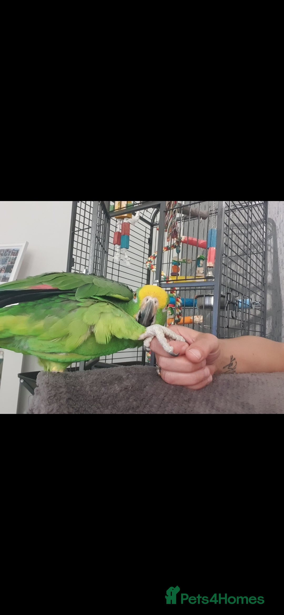 Parrots birds for sale: Yellow fronted amazon - Advert 2