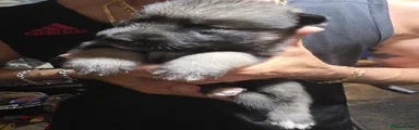 Shepsky Puppy 5