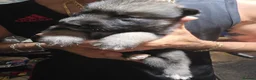 Shepsky dogs for sale: 9 shepsky puppies  - Advert 20