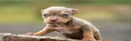 American Bully dogs for sale: Pocket cross standard bully’s  - Advert 8
