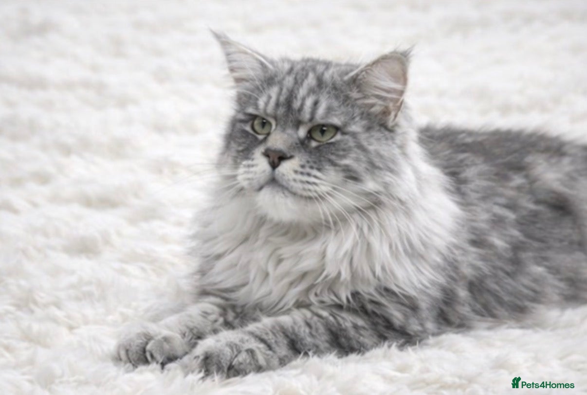 Maine Coon cats STUD ONLY (Tica champion 2021) in Brighouse - Advert 14