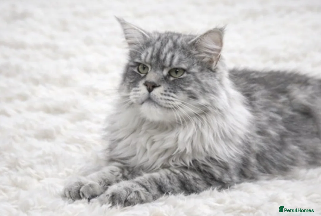 Maine Coon cats for stud: Several studs available  - Advert 1