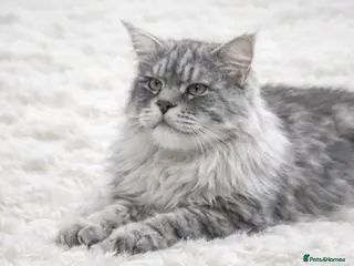 Maine Coon cats STUD ONLY (Tica champion 2021) in Brighouse - Advert 14