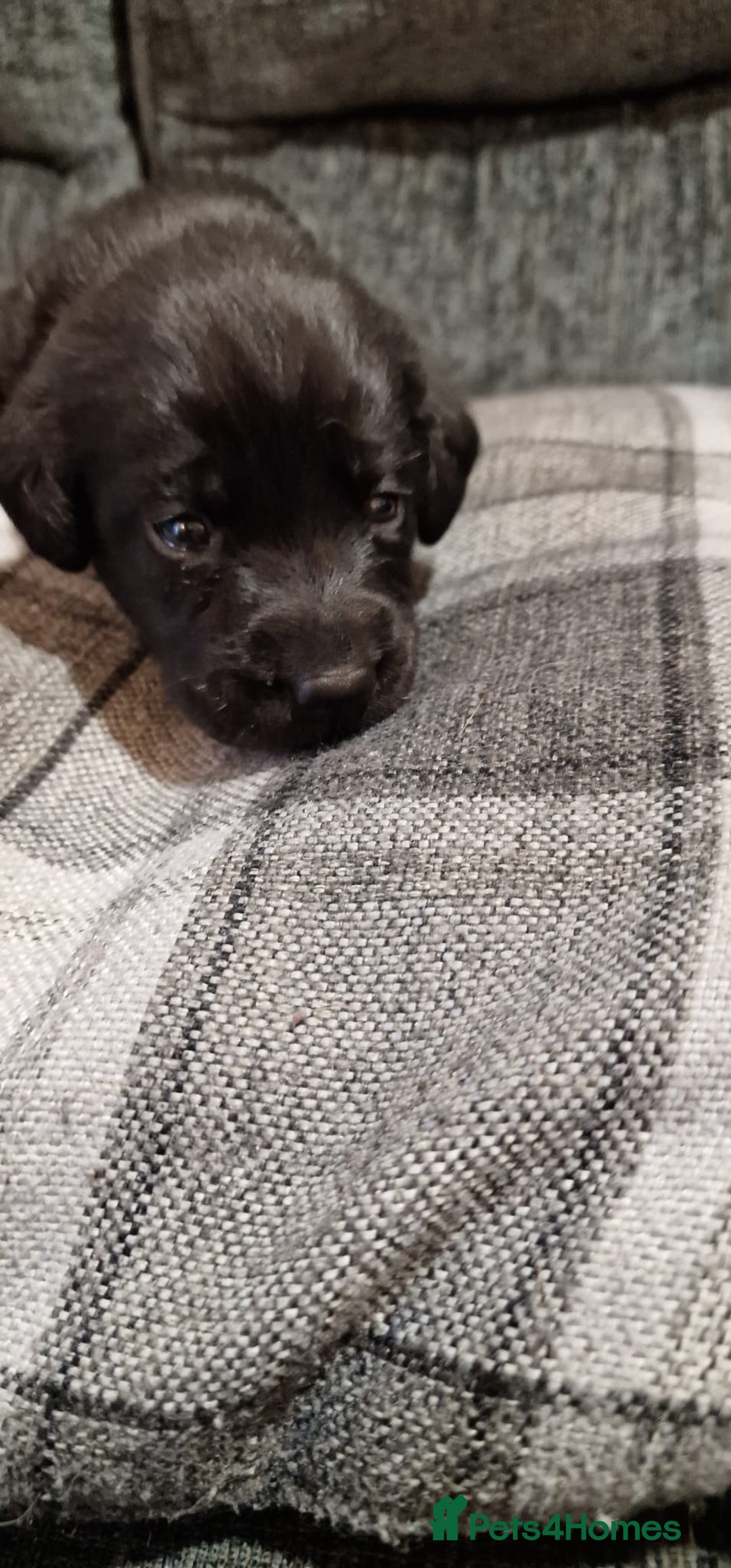 Labrador Retriever dogs for sale: KC Registered Black Lab (1 Girl, 1 boy remaining) - Image 4