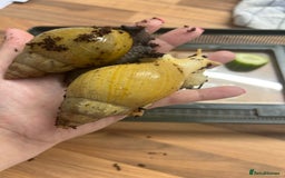 Snails invertebrates for sale: Giant African Land Snails.  - Image 9