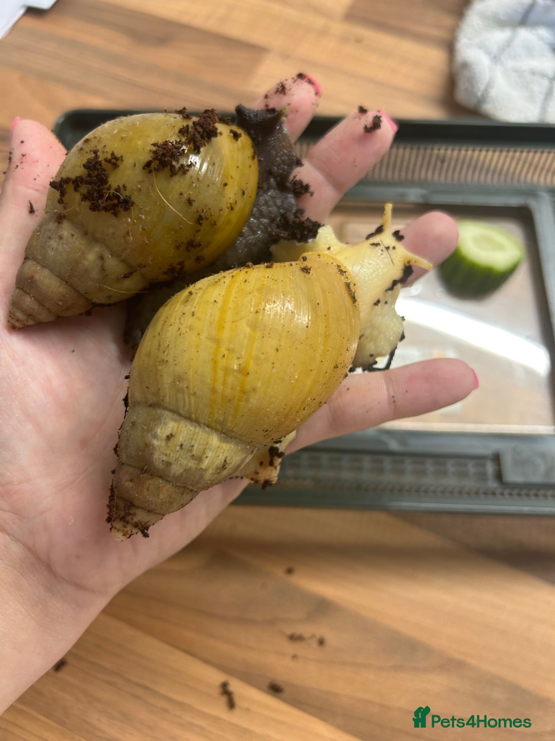 Snails invertebrates for sale: Giant African Land Snails.  - Image 9