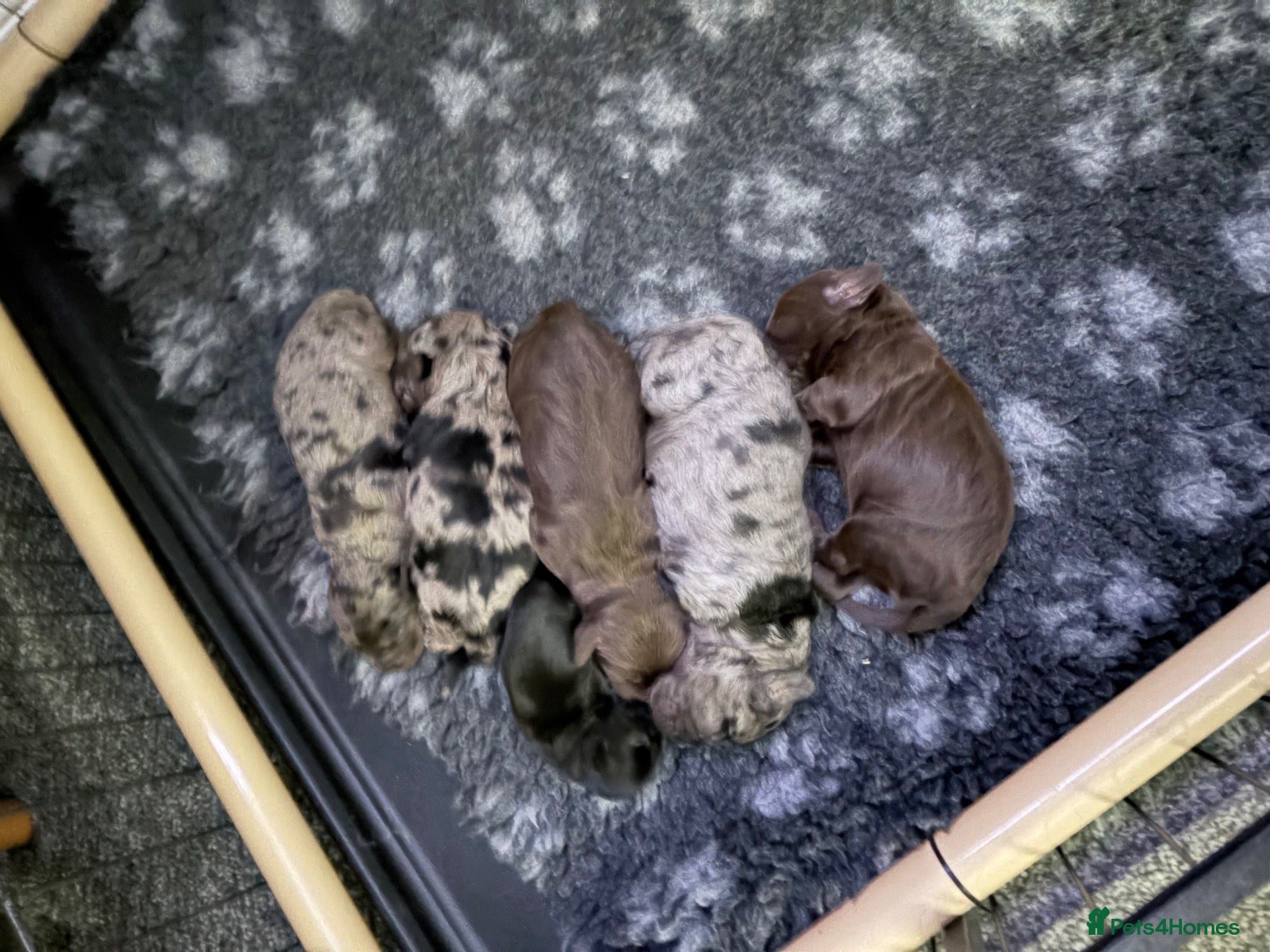 Cockapoo dogs Beautiful f1 cockapoo puppies  - Advert 1