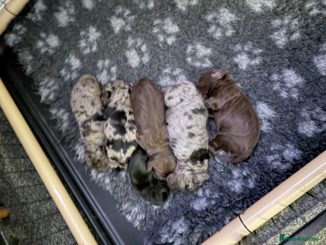 Cockapoo dogs for sale: Beautiful f1 cockapoo puppies  - Advert 1