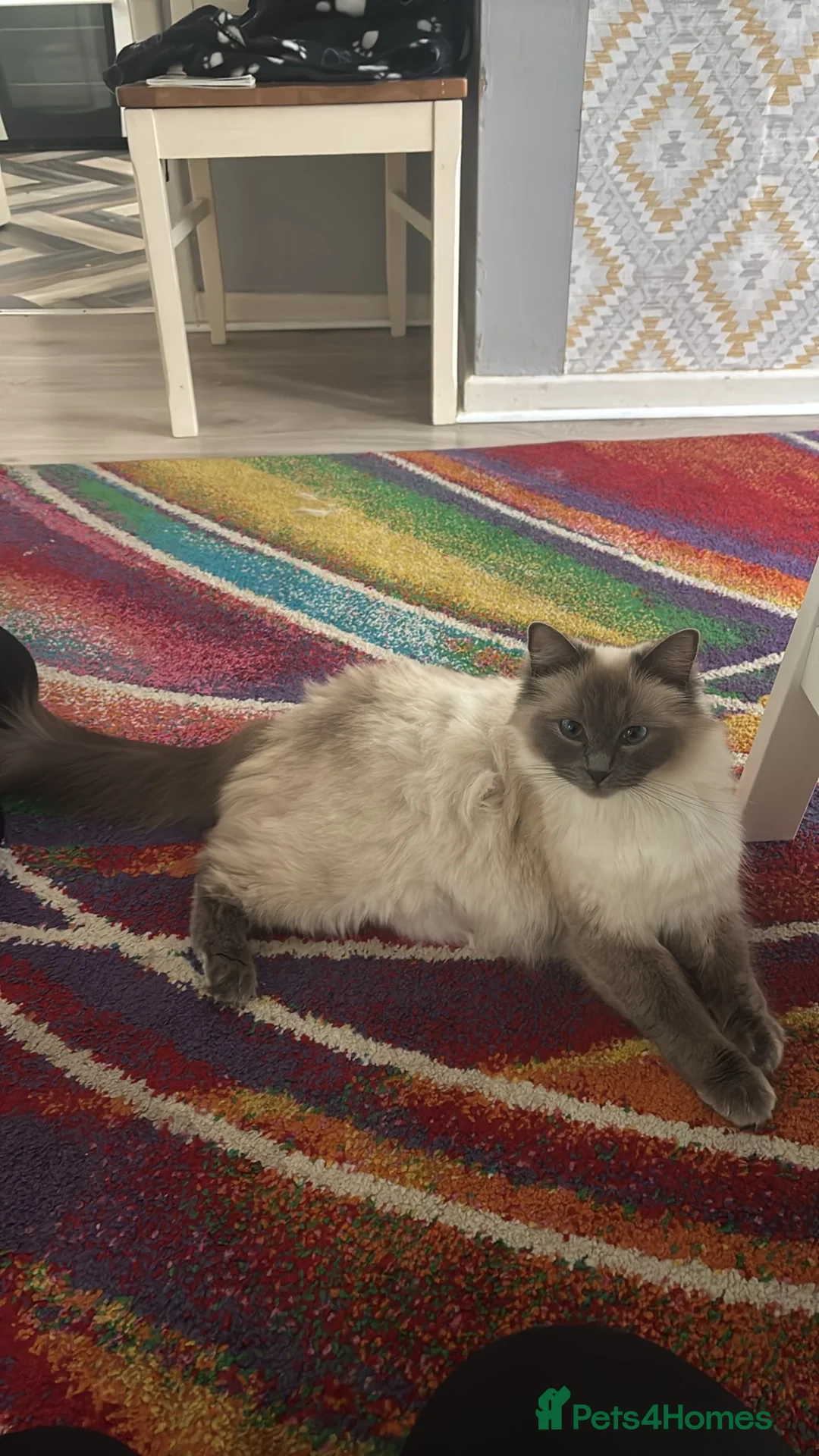 Ragdoll cats for sale: Ragdoll-cross kittens 4males and 2 females  - Advert 1