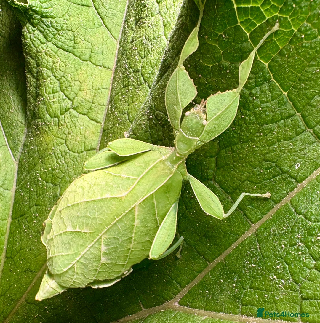 Stick Insects invertebrates for sale: Leaf and stick insects for sale - Advert 6