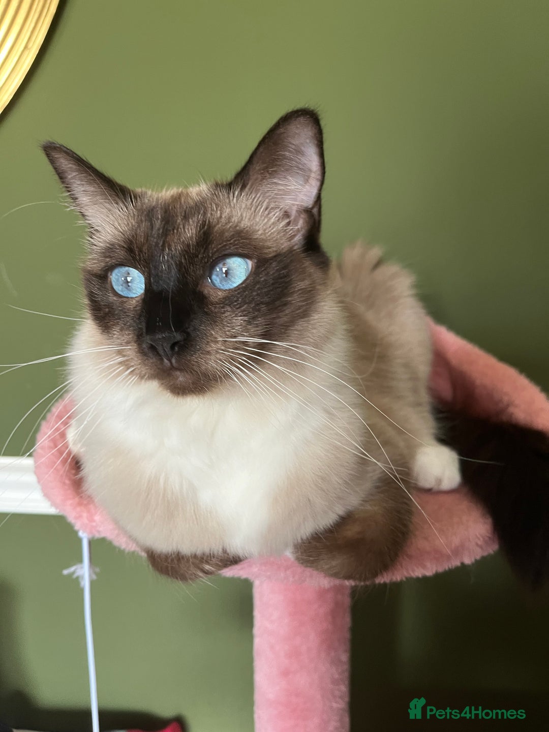 Ragdoll cats for sale: Ragdoll Kittens - Image 8
