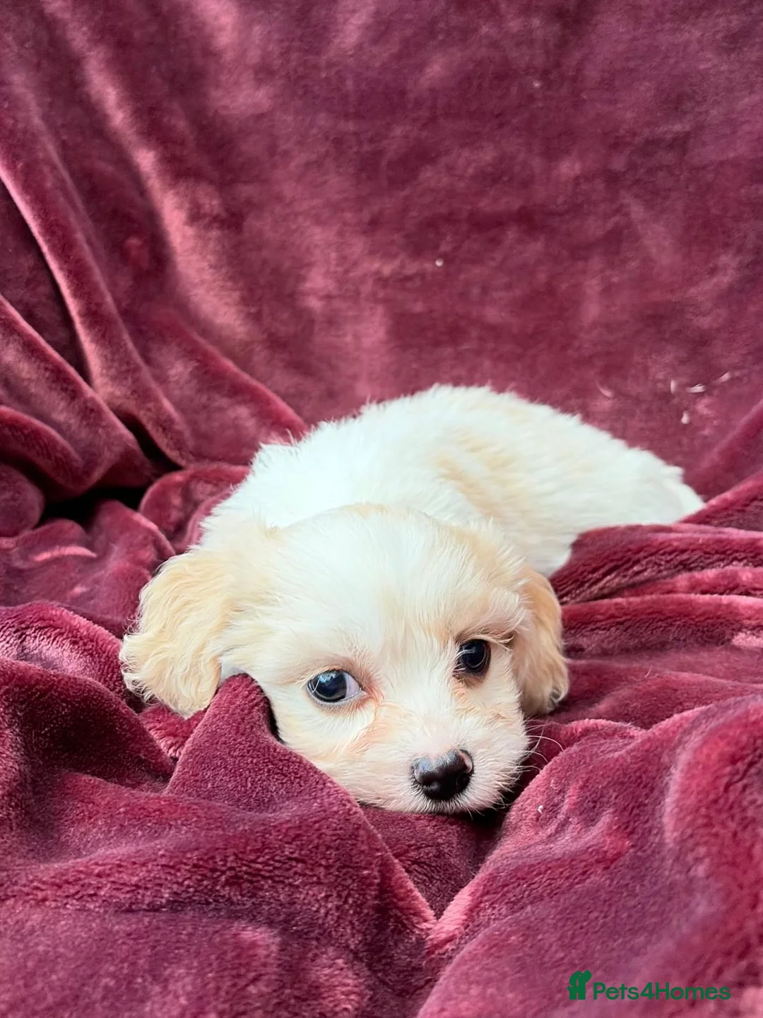 Cavachon dogs for sale: Gorgeous F1 Cavachon’s  - Advert 8