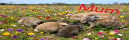 Mini Lop rabbits for sale: Adorable baby mini lop/ lion lop rabbits for sale - Advert 1