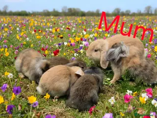 Mini Lop rabbits Adorable baby mini lop/ lion lop rabbits for sale - Advert 2