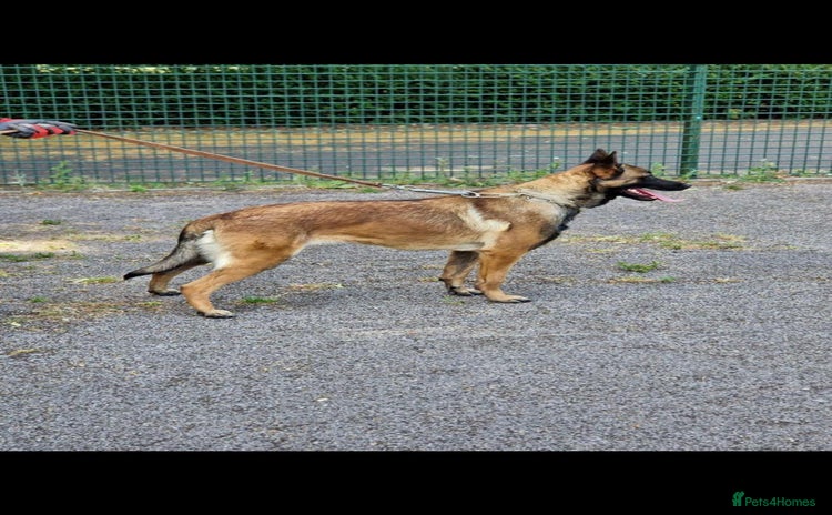 Belgian Shepherd Dog dogs Belgium Malinois pups for sale - Advert 3