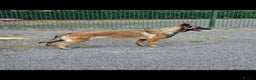 Belgian Shepherd Dog dogs for sale: Belgium Malinois pups for sale - Advert 1