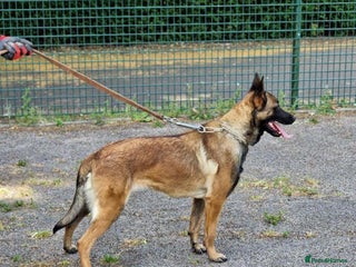 Belgian Shepherd Dog dogs Belgium Malinois pups for sale - Advert 10