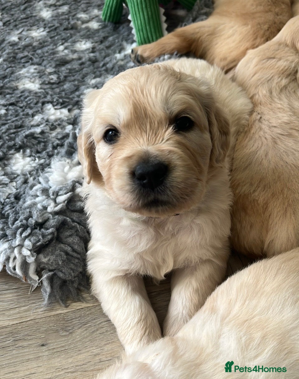 Golden Retriever dogs Gorgeous litter of Goldens - Advert 2