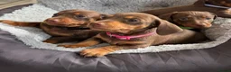 Miniature Dachshund dogs for sale: Miniature dachshund puppies in Perth - Advert 7