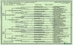 Maine Coon cats for sale: Maine Coon Kittens - Image 4