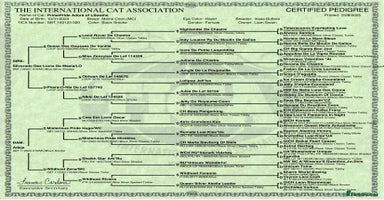 Maine Coon cats Maine Coon Kittens - Advert 12