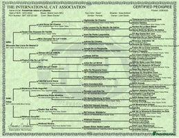 Maine Coon cats Maine Coon Kittens - Advert 12