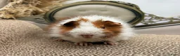 Guinea Pig rodents for sale: LOTS OF BABY BOYS AVAILABLE 🩵🏡💫 - Advert 15