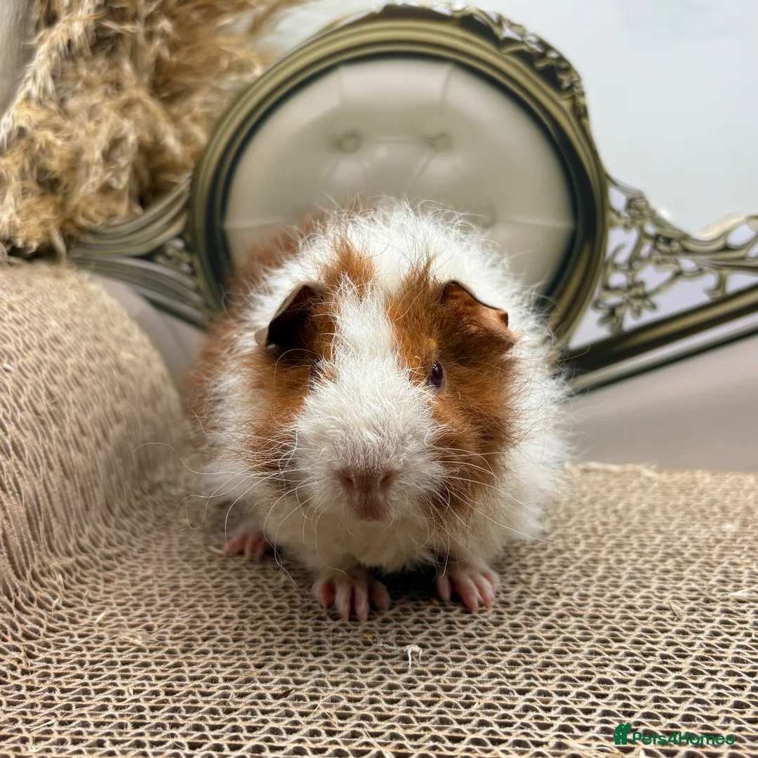 Guinea Pig rodents for sale: LOTS OF BABY BOYS AVAILABLE 🩵🏡💫 - Advert 15