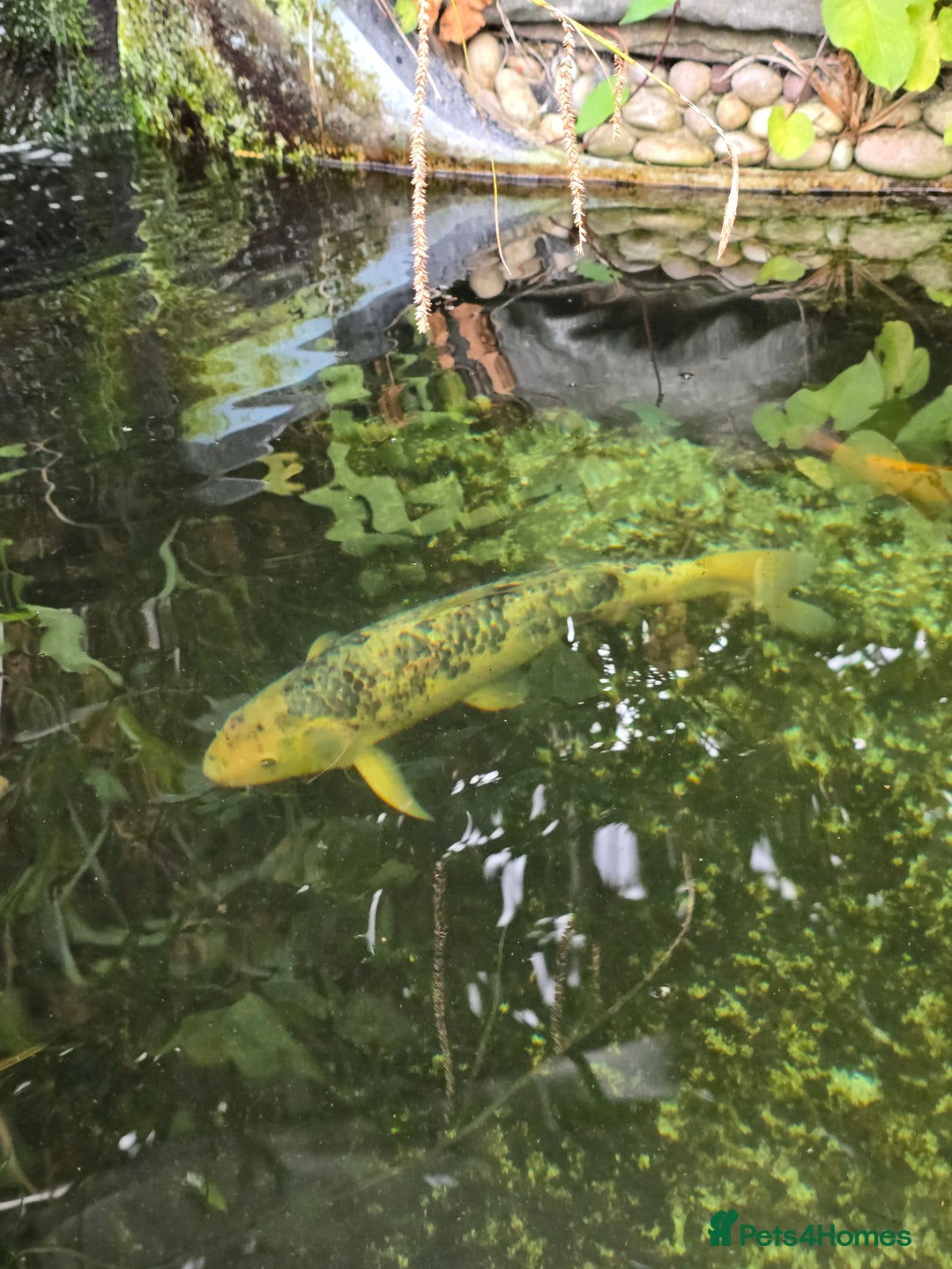 Koi Carp fish for sale: Various large carp available - Pond Closure  - Image 12
