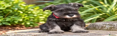 Miniature Schnauzer 3