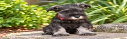 Miniature Schnauzer dogs for sale: Stunning kc reg miniature schnauzers  - Advert 9