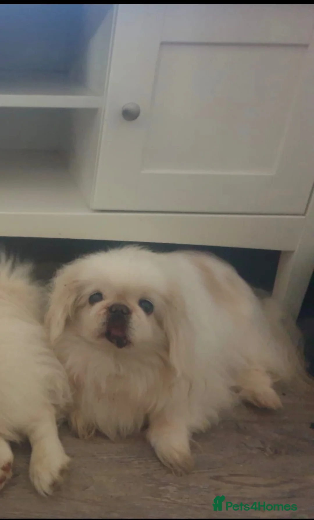 Pekingese dogs for sale: Stunning pekingese puppies  in Lutterworth - Advert 11