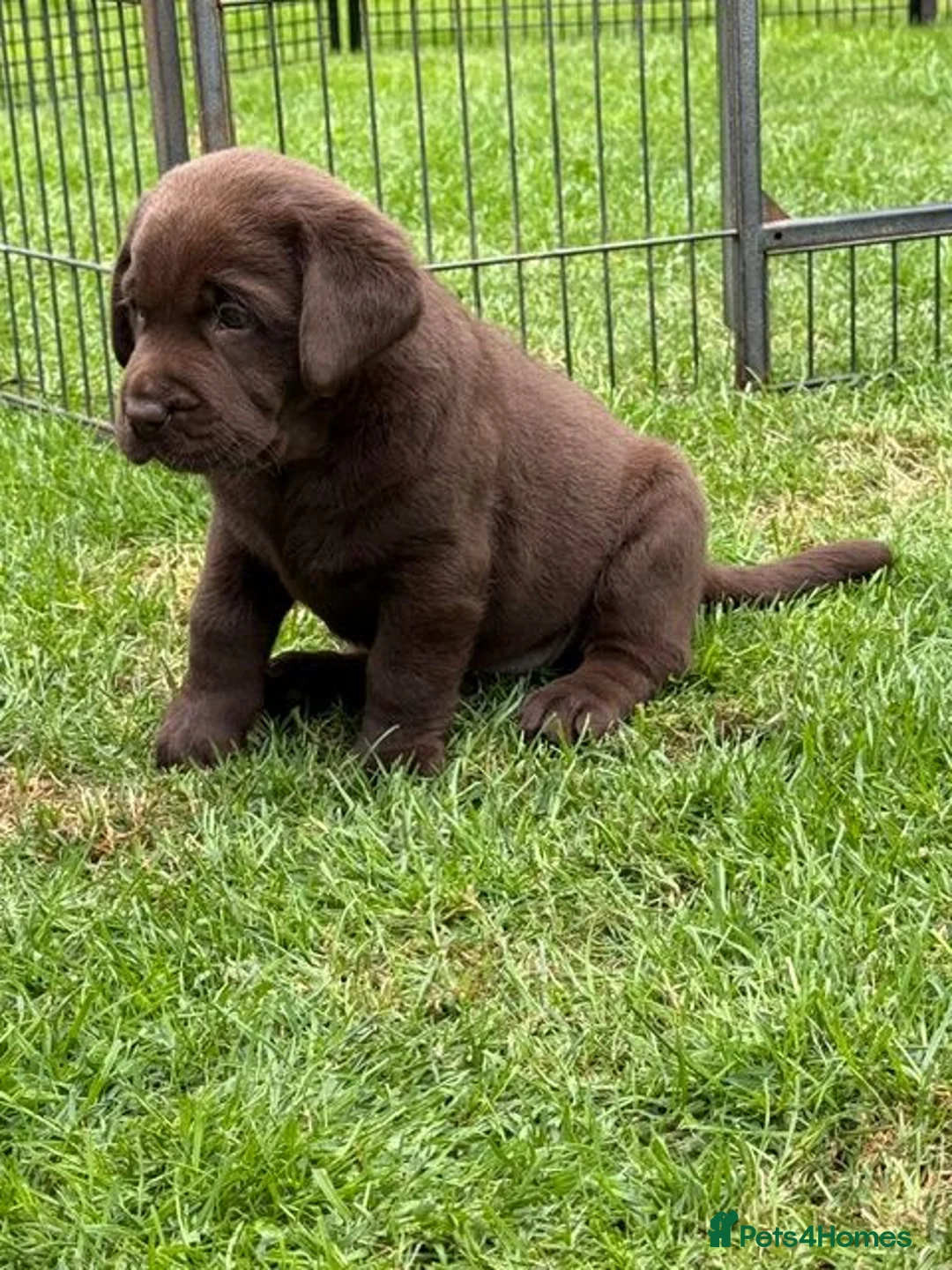 Labrador Retriever dogs for sale: Oldfashioned chunky chocolate labrador bitch puppy in Bury - Advert 3