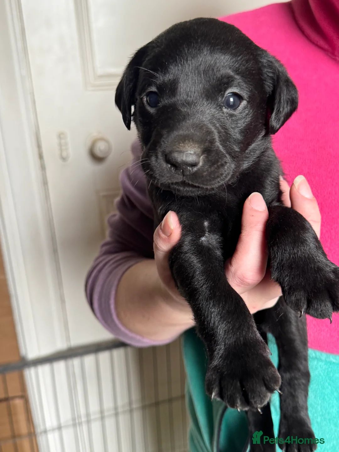 Labrador Retriever dogs for sale: 3 BOYS LEFT  - Advert 4