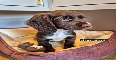 Cocker Spaniel dogs - Advert 16