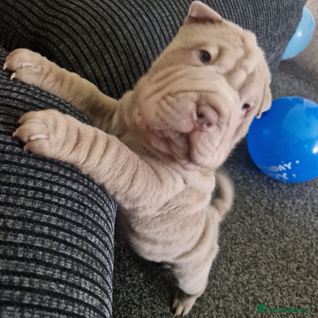 Shar Pei dogs for sale: Male Shar peis - Image 39