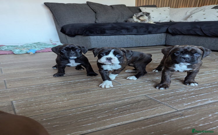 Boxer dogs Kc reg boxer pups for sale  - Advert 1